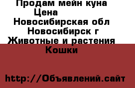 Продам мейн куна › Цена ­ 12 000 - Новосибирская обл., Новосибирск г. Животные и растения » Кошки   